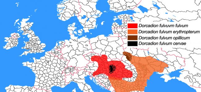 Dorcadion-EUROPE copy