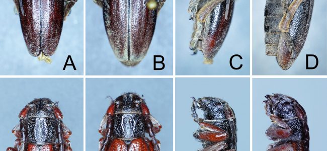 opillicum-erythropterum FULL